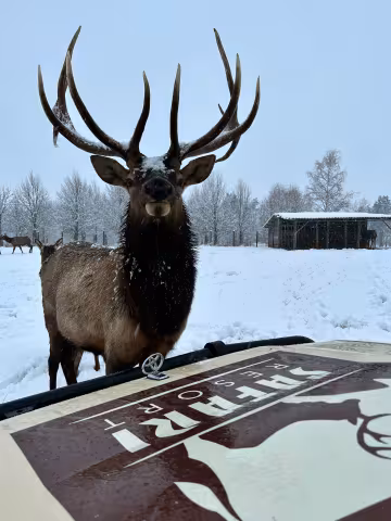 Netradiční novoroční zážitek se zvířátky